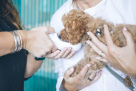 Prime Paws Veterinary Clinic