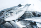 Alsuroor Fish Trading