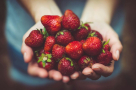 Micco Fruits & Vegetable Trading
