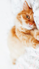 Sugar Paws Pet Salon