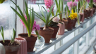 Natural Flowers Trading