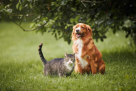 Dogwalk Pets Nursery