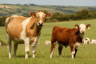Alsuwaidi Livestock And Fooder Trading