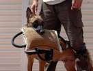 Dogizone Pets Training