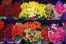 Phyte For Artificial Flowers & Plants Trading