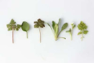 Basim Natural Herbs Trading