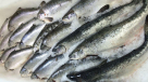 Muhammad Mahfooz Fish Trading