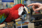 Savannah Birds And Pets Trading
