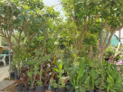 Al Oshb Al Akhdar Nursery