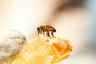 Manahel Al Shifa Al Yameni Honey