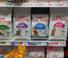 Lucy Pet Oasis