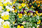 Green Growers Landscaping And Maintenance