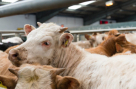 Mohammed Qasim Livestock Trading
