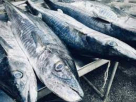 Seaman King Seafood Trading