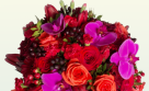 Oleander