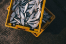 Ahmad Al Marrri Fish Stall