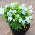 Najam Al Sahraa Landscaping & Gardening