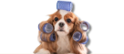 Paw Kaesha Animals & Birds Supplies