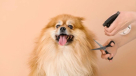 Busy Dog Pets Grooming