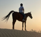 Horse Paradise