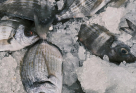 Royal Delicious Fish Trading