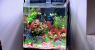 Aquascape Aquarium & Pets