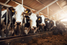 Al Manakh Livestock Trading