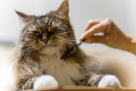 Falcon City Pet Care & Grooming
