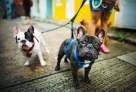 Best Companion Pet Supplies Trading