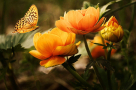 Blushing Bird Flower