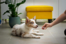 Hub Pet Veterinary Clinic