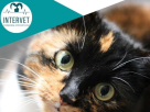 Intervet Veterinary Clinic