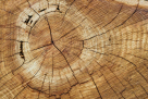 S W I Timber Trading