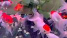 Tamam Aquarium
