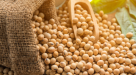 Sunray Seeds Foodstuff Trading