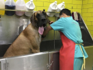 Vet Plus