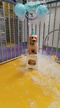 My Ploto Pets Boarding