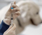 The Ark Animal Clinic