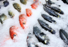 Tri Star Fish Trading