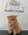 Fluffy Floof Domestic Pets Grooming