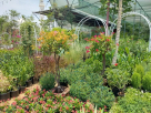 Jawharat Alwarsan Plant & Tree Nurseries Trading