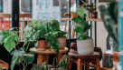 Jin Zhou Plants Trading