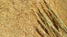 Zahrat Al Aweer Agricultural Material Trading