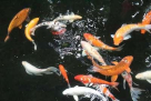 Koi Planet For Fish & Live Animals Trading