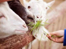 Animal Sanctuary