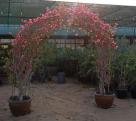 Royal Green House Trading