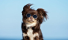 Blue Sky Pets Relocation Services