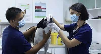 Modern Vet Clinic