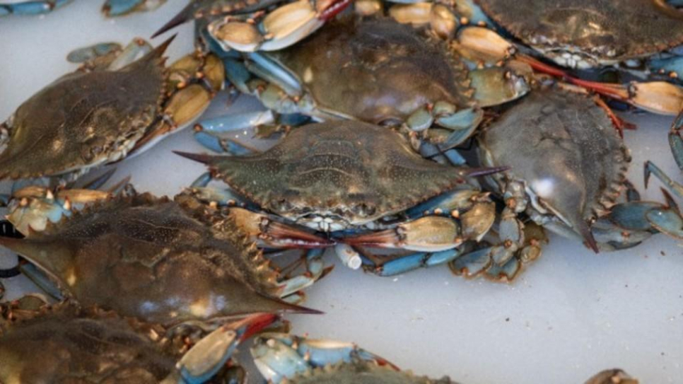 Blue Wave Sea Food