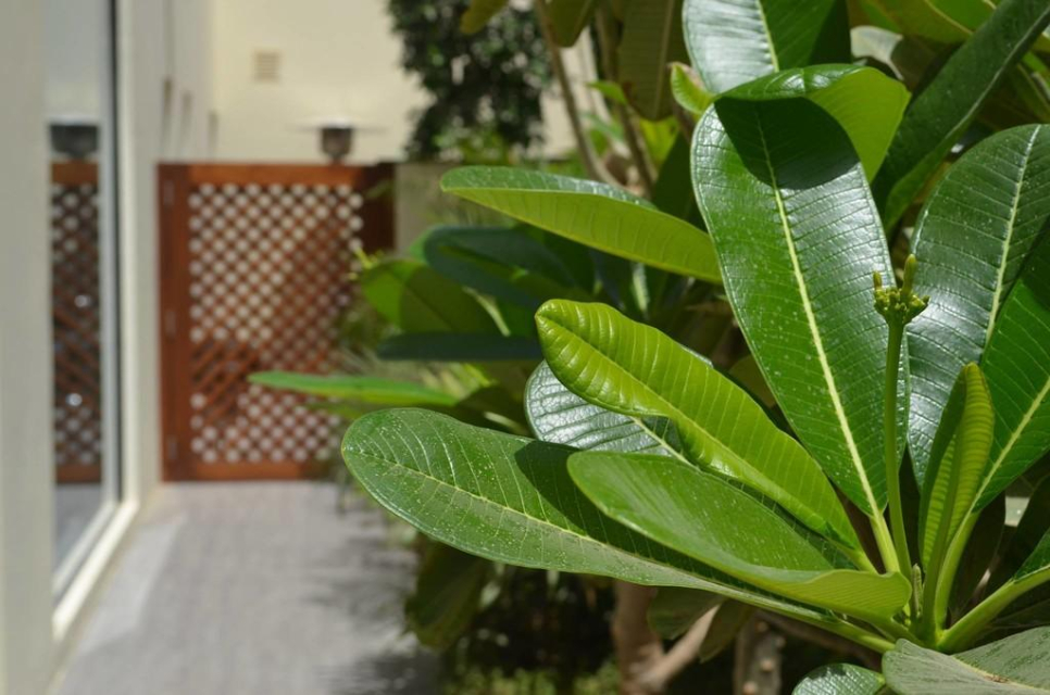 Terra Verde